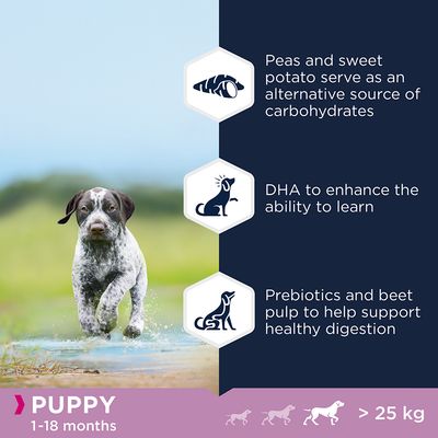 Eukanuba Grain-Free Large Breed Puppy z rybami oceanicznymi