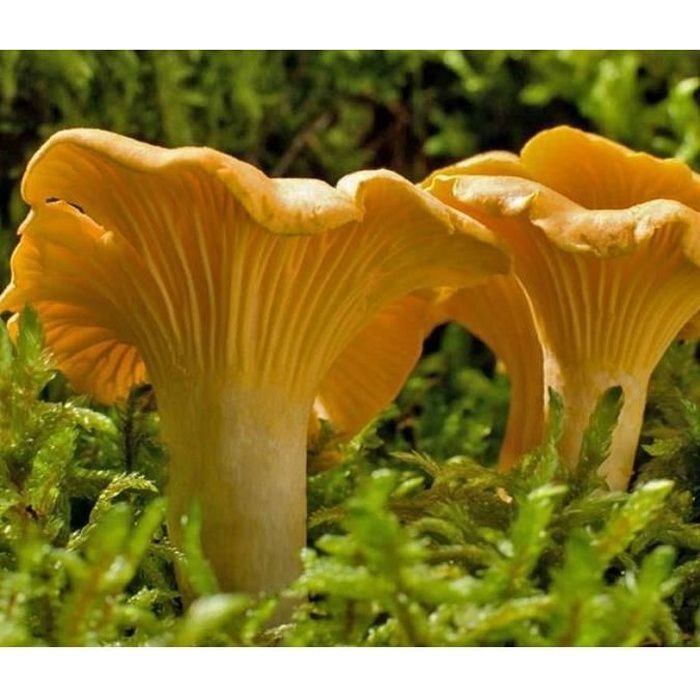 Kit de cultivo de micelio de rebozuelo amarillo 15 ml / 50 ml (tubo de 15 ml)