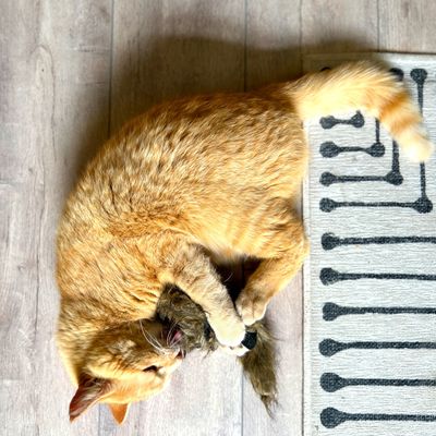 Aumüller Frettchen Katzenspielzeug