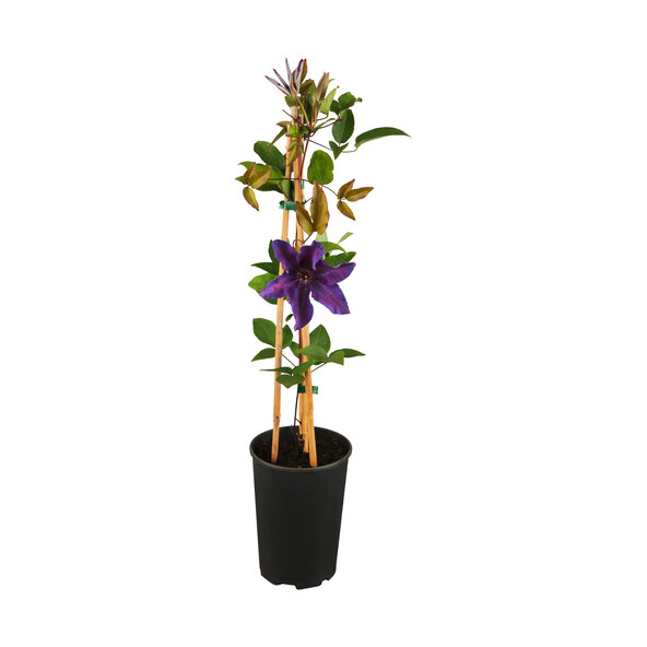 Clematis Waldrebe, set de 3