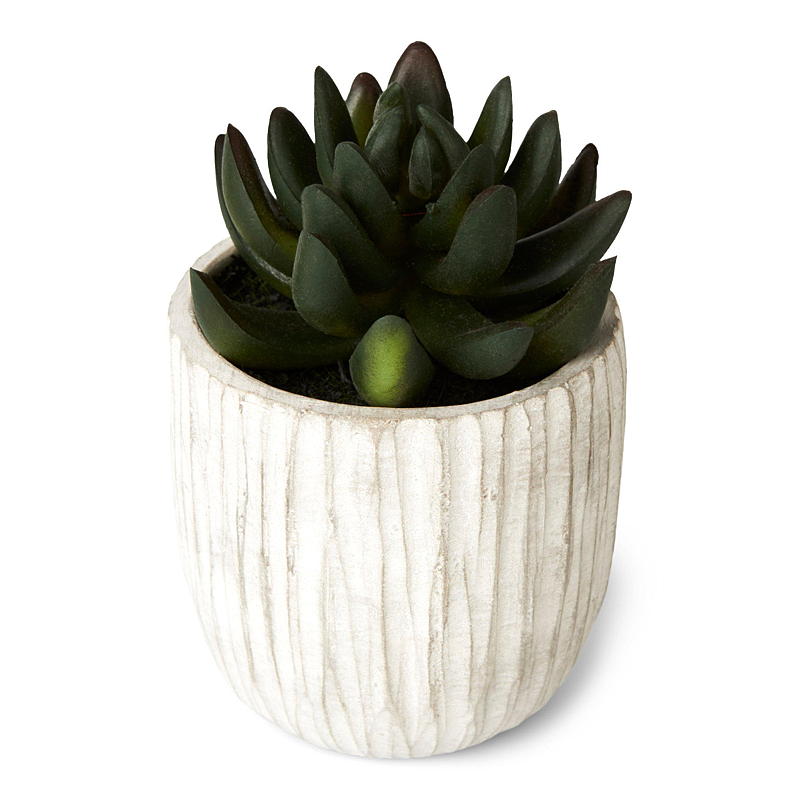 Piante grasse da interno, 15 cm in vaso di ceramica