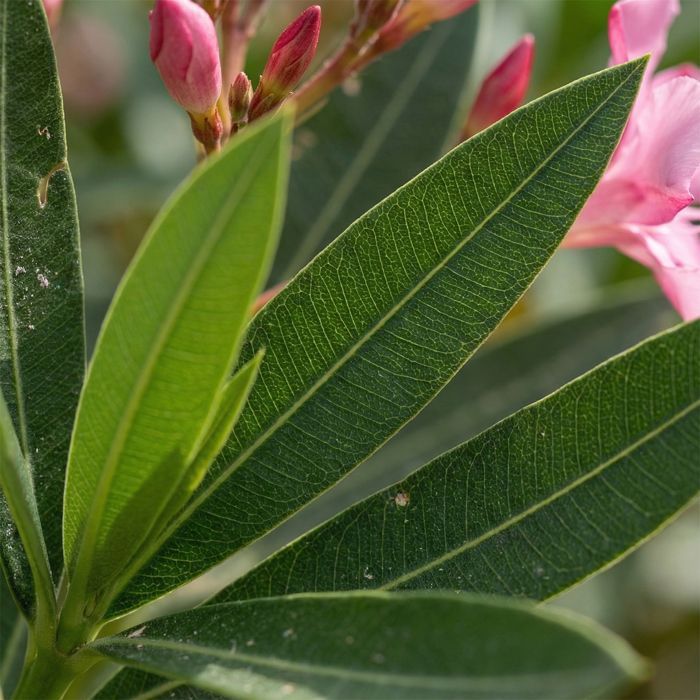 Oleander (Nerium oleander) – Rosa Blüten – Höhe 80–100 cm