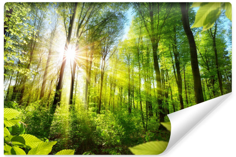 Fototapeta Ścienna Słońce Pomiędzy Drzewami 3D 90x60cm