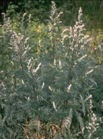 Tsa Artemisia Vulgaris 50 ml