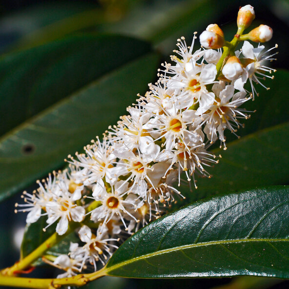 Kirschlorbeer Angustifolia, 3er-Set