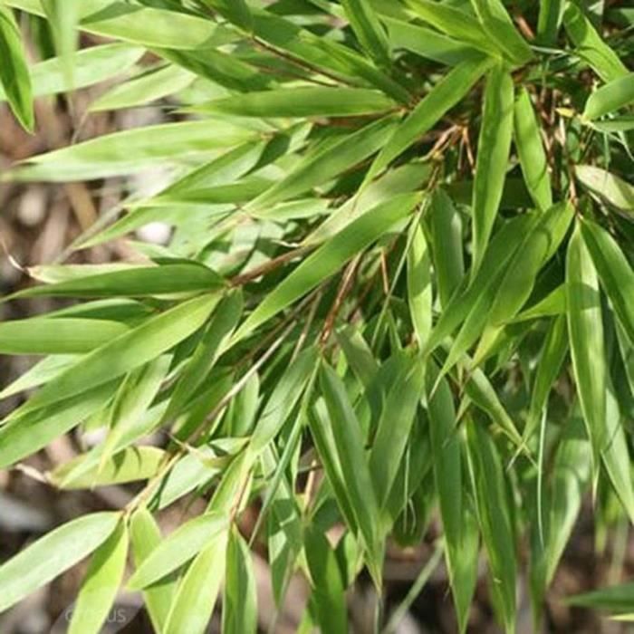 Fargesia Rufa (pot van 14 cm, 50-60 cm hoog) - Niet-invasieve en winterharde bamboe
