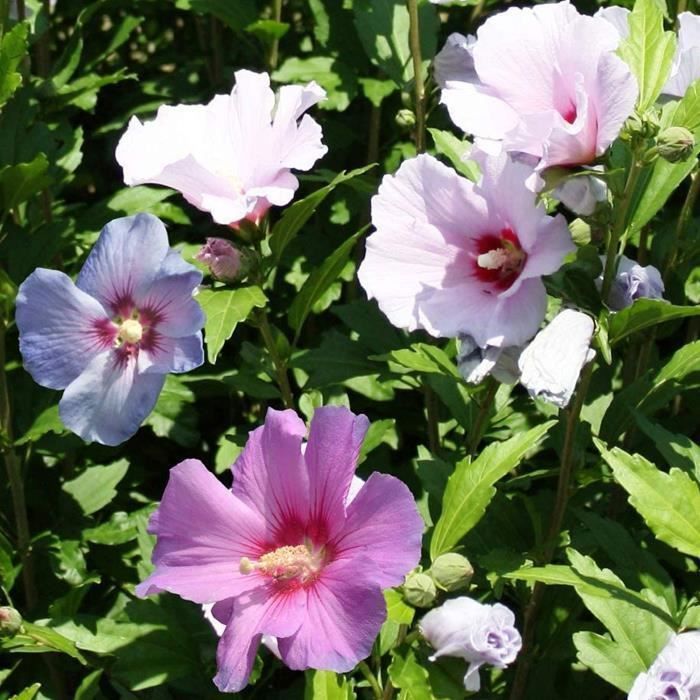 Hibiscus Tricolore | Arbuste ornemental à feuilles caduques en pot pour petits jardins