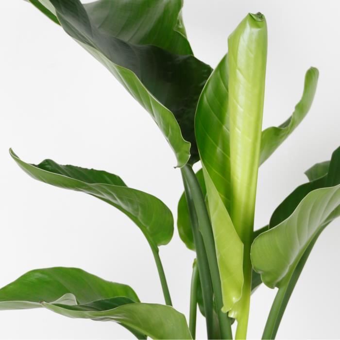 Strelitzia 'Nicolai' - Plante oiseau de paradis - purificateur d'air – D19 cm - H80-90 cm