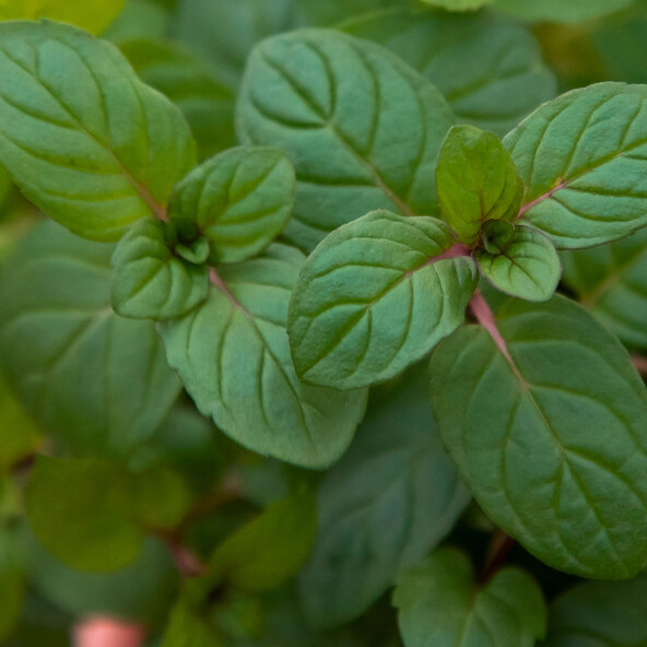 Gartenminzen-Trio Club Cuba-Mentha