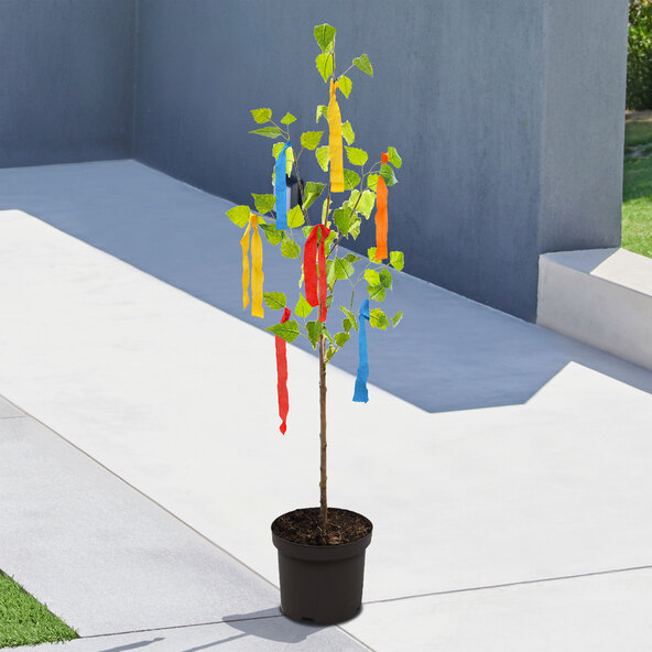 Maibaum „Îmi placi”