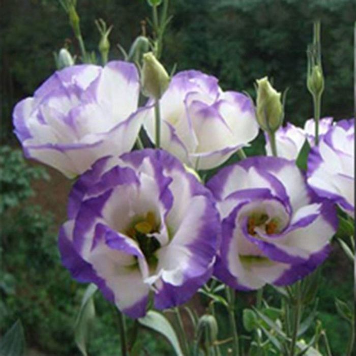 50 semillas de flores de lisianthus, plantas decorativas de lisianthus para el hogar, balcón y jardín.