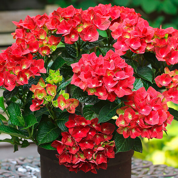 Hortensii hidratante, set colorat de 3