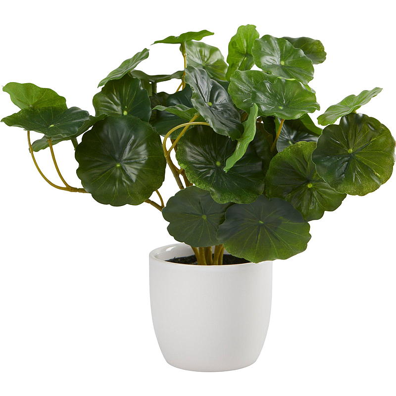 Home Green plant 25 cm in porseleinen pot