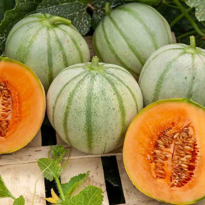 Samen - Vilmorin - Charentais-Melone