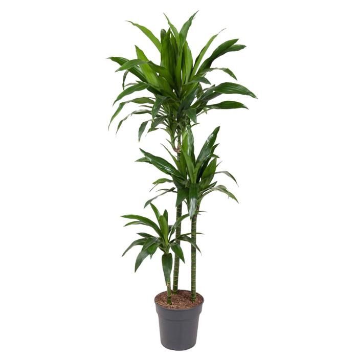 Dracaena Janet Craig in a 24cm diameter pot. Green plant, Dracaena Janet Craig type, delivered in a pot, ideal for bright indoors.