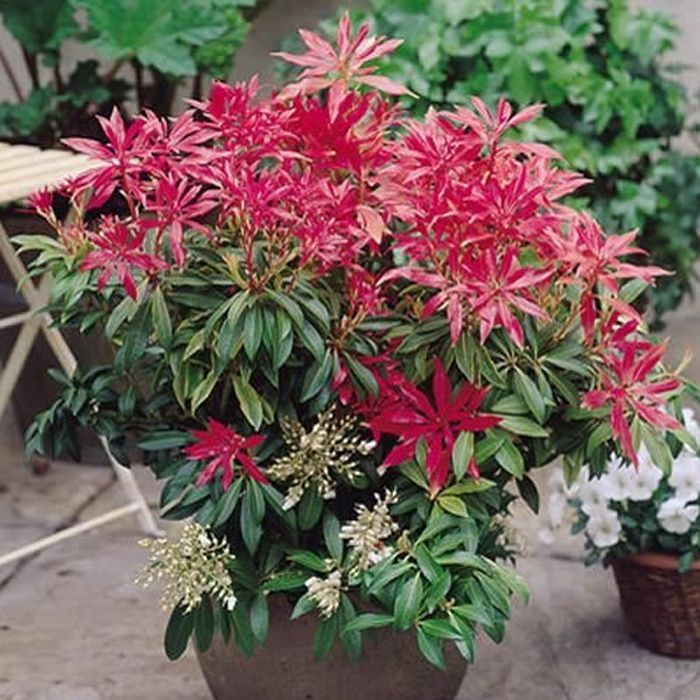1 x Andromeda 'Forest Flame' Arbusto perenne de hoja perenne en maceta