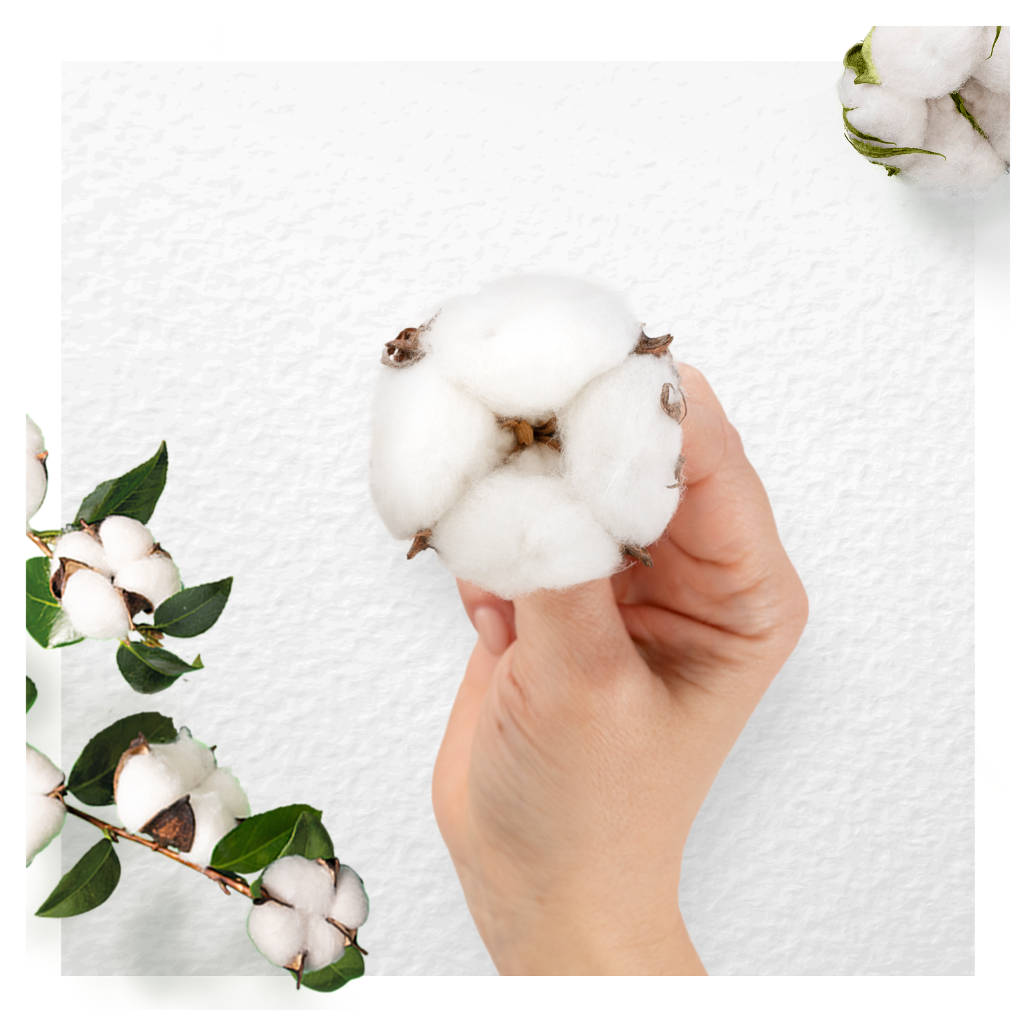 Toujours la protection du coton