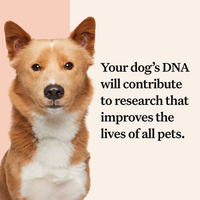 Wisdom Panel™ Premium DNA-test til hunde