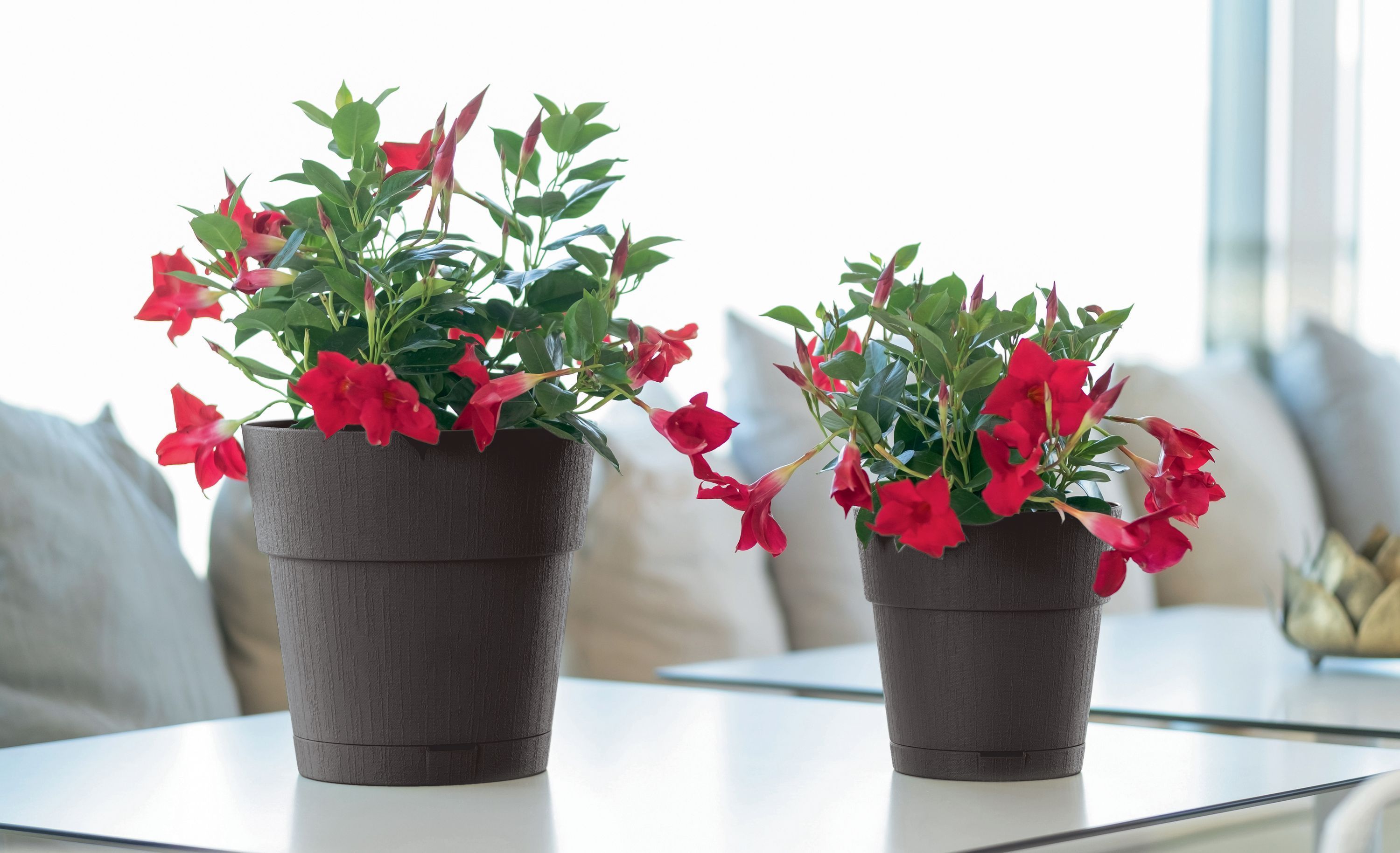 Vaso da fiori STEFANPLAST ETHICA - 2 L - 40 x h39 cm - Con serbatoio d'acqua - Verde oliva