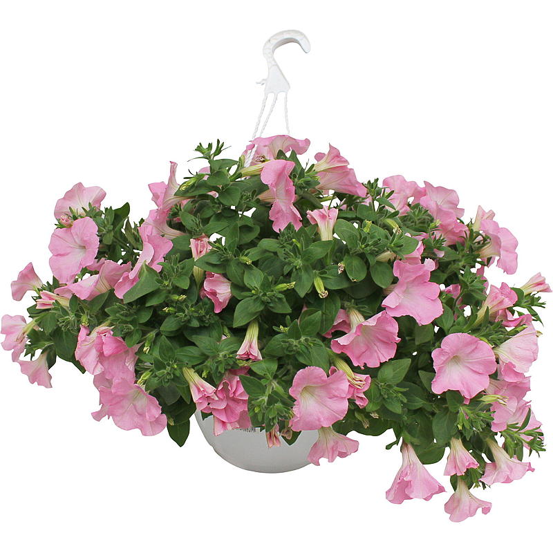 Petunia, ampel P25