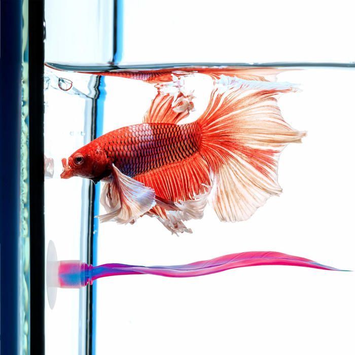 Hamac à feuilles pour lit Betta, 2 pièces, pour un repos pratique, poisson Betta, rose