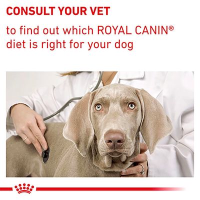 Royal Canin Expert - Chien adulte de petite taille castré