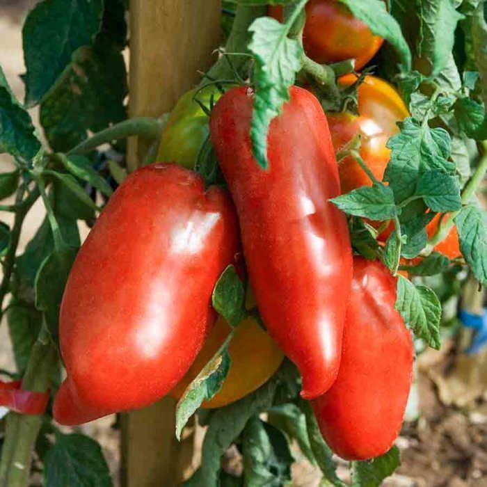 Semillas - Vilmorin - Tomate Andino Cornudo - Orgánico