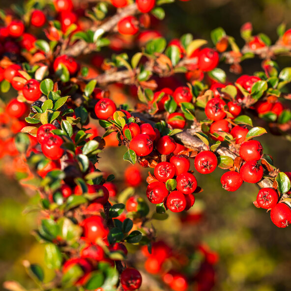 Cotoneaster, set de 9
