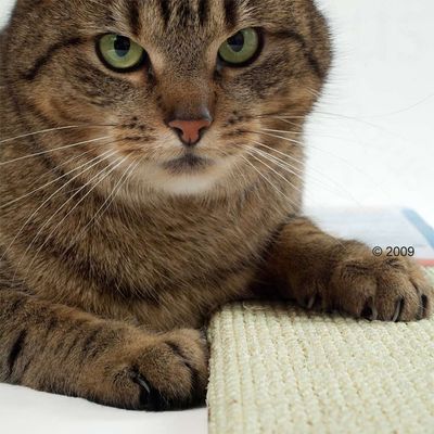 Tiragraffi per gatti Trixie in sisal, taglia XL.