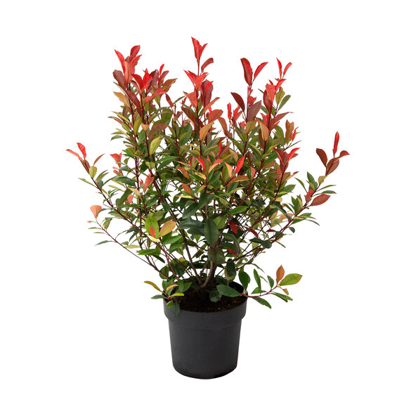 Photinia Magic-kjole