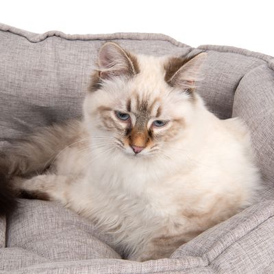 Modernes Batumi Katzenbett