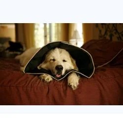 Colarinho confortável e resistente Comfy Cone Elisabet XL