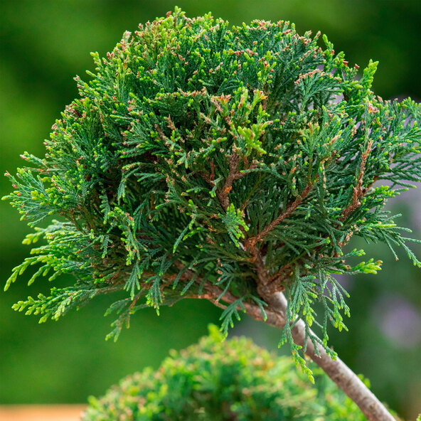 Pompón Baumzypresse XL