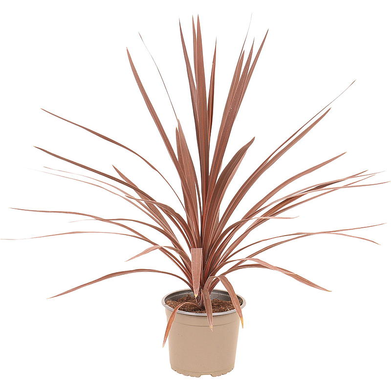 Cordyline palm P17, röd