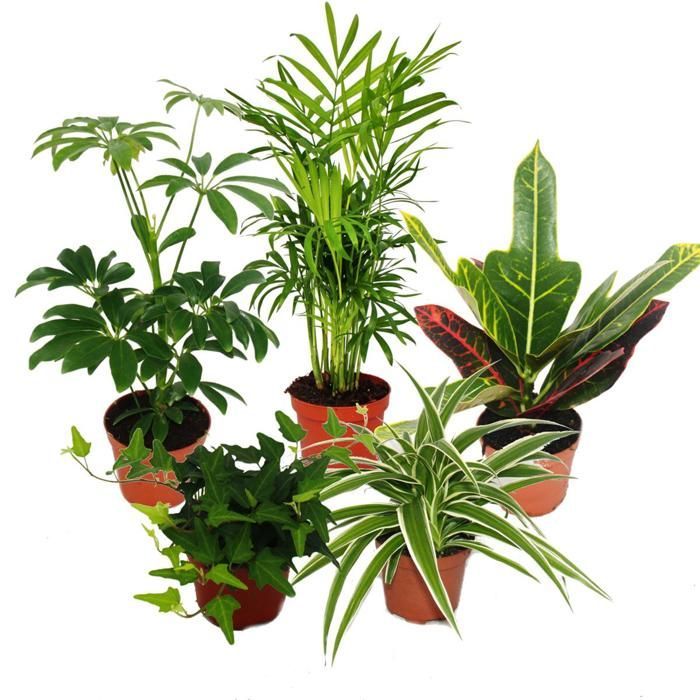 Gran conjunto de 5 plantas de interior - 9 cm