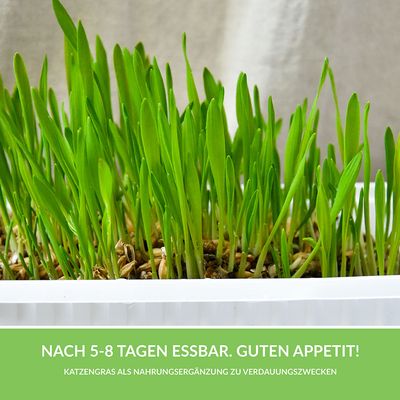 GimCat Hydro-Grass