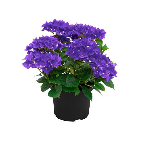 Hortensie Purple Bang