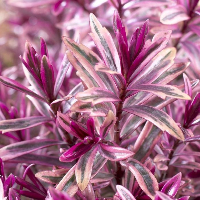 Hebe 'Breaker Heart' | Arbusto perenne con flores variegadas | 15-25 cm (maceta incluida)