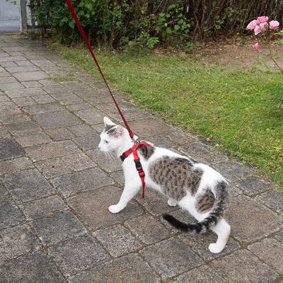 Arnês para carro Trixie Cat