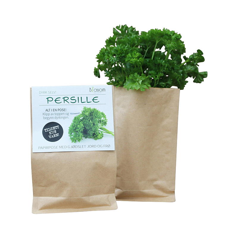 Bolsa de semillas de perejil, flor