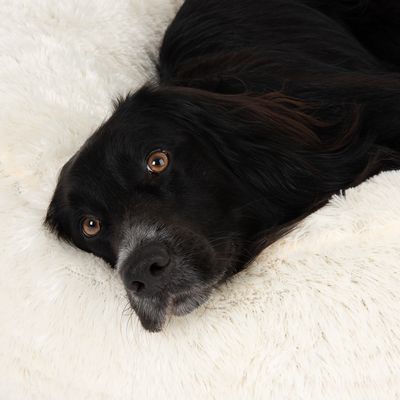 Cuccia soffice per cani