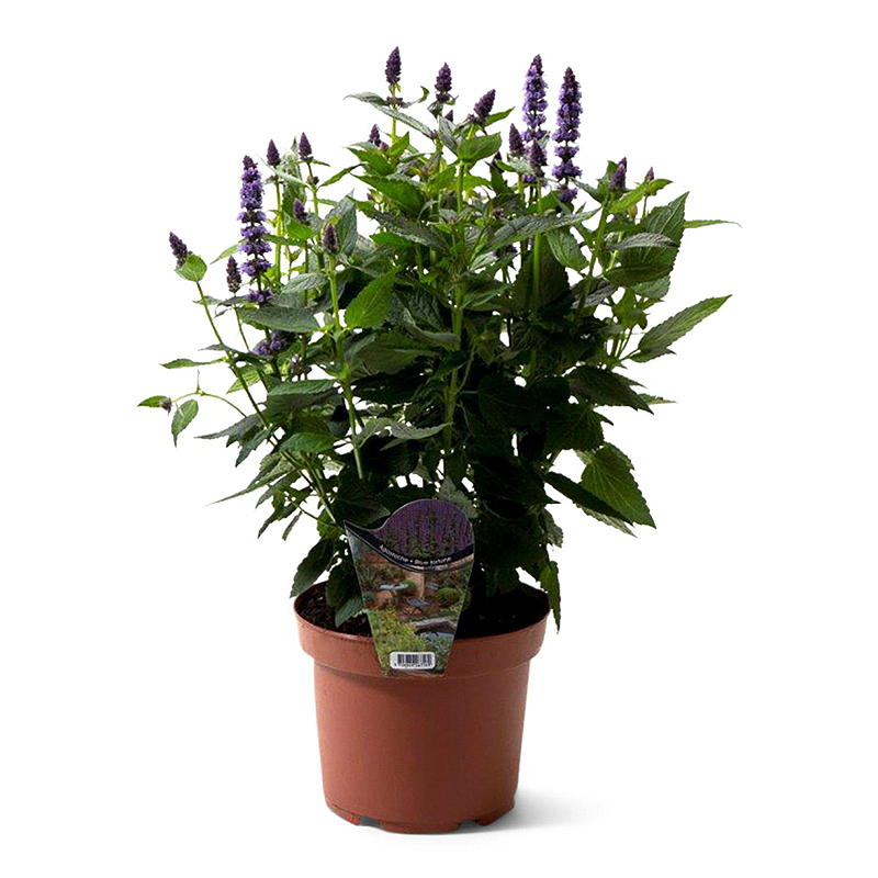 Vaste plantenmix P17
