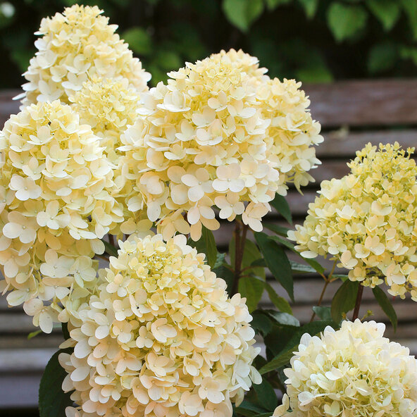 Hortensia paniculă Big Bang