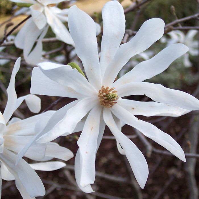 1 x Magnolia stellata, duurzame bladverliezende struik, tuinplant in een pot.