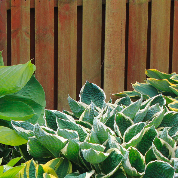Σετ 3 τεμαχίων Hosta „Schattenzauber“