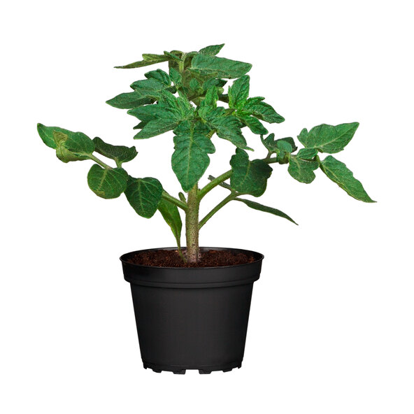 Groenteplanten, set van 4