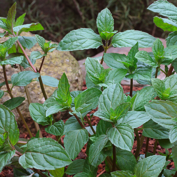 Gartenminzen-Trio Club Cuba-Mentha
