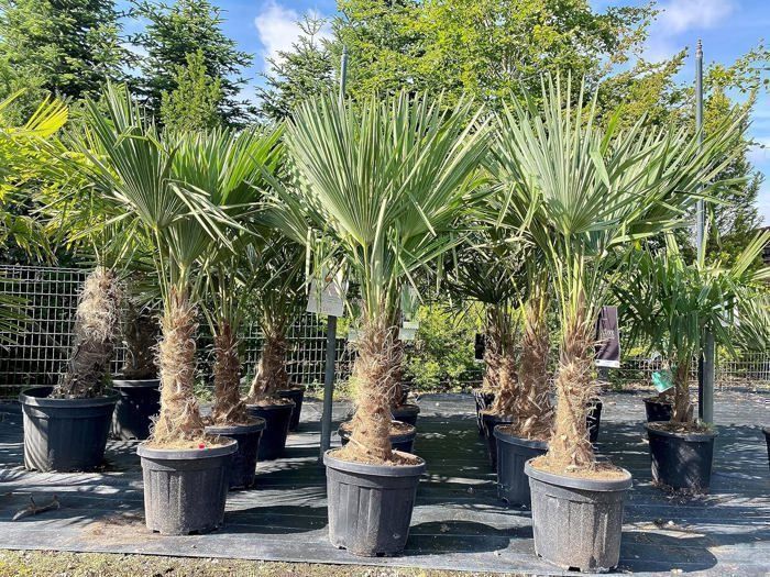 Palmeira Sunny Tree - Palmeira - Trachycarpus Fortunei - Palmeira-leque chinesa - Palmeira-de-cânhamo - Palmeira - 150 cm