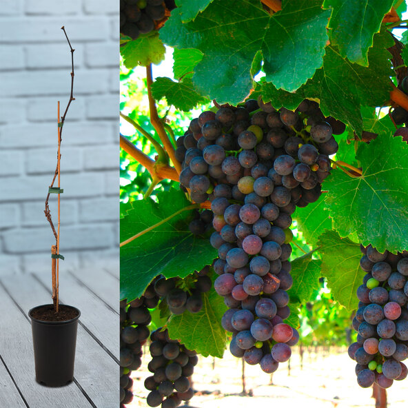 Μπλε φρούτα Grapevine