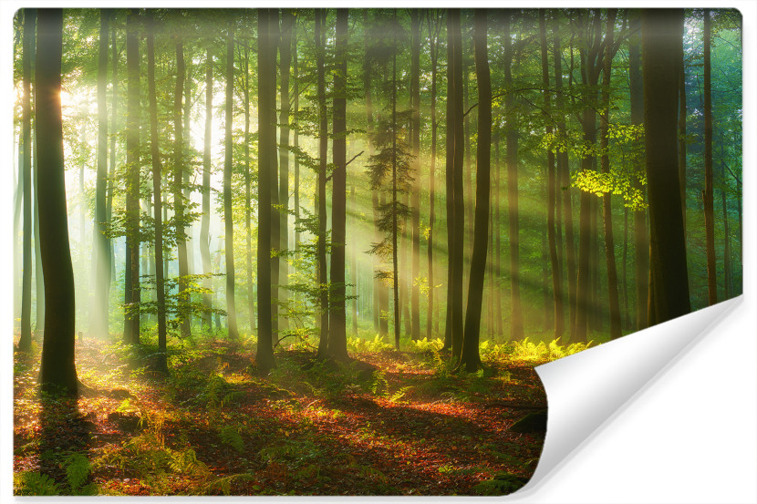 Fototapeta Krajobraz Drzewa NATURA Liście 90x60cm